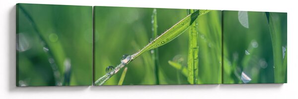 Obraz kapek rosy (170x50 cm)