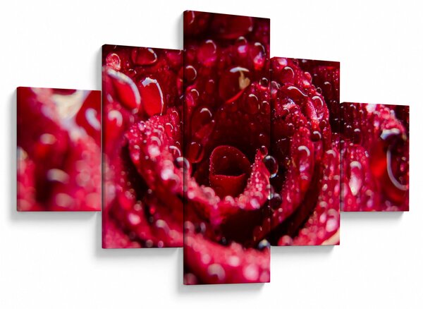 Obraz květu červené růže (125x70 cm)