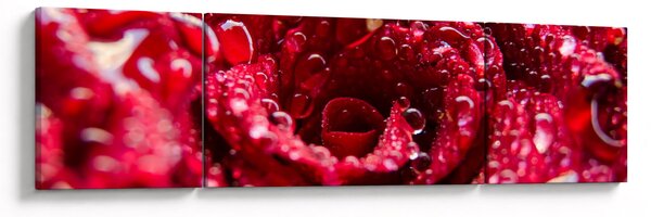 Obraz květu červené růže (170x50 cm)