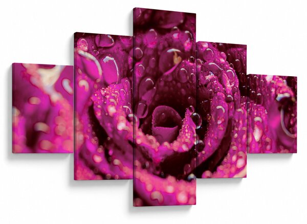 Obraz růžového květu růže (125x70 cm)