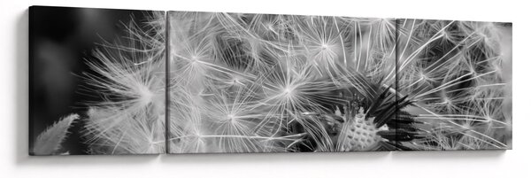 Obraz - chmýří pampelišek (170x50 cm)