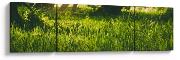 Obraz přírody - louka (170x50 cm)