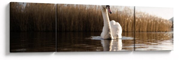 Obraz labutě (170x50 cm)