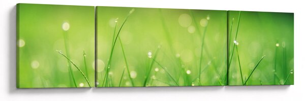 Obraz - rosa na trávě (170x50 cm)