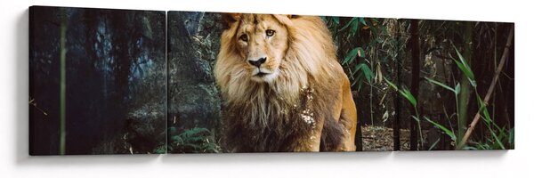 Obraz lva v přírodě (170x50 cm)