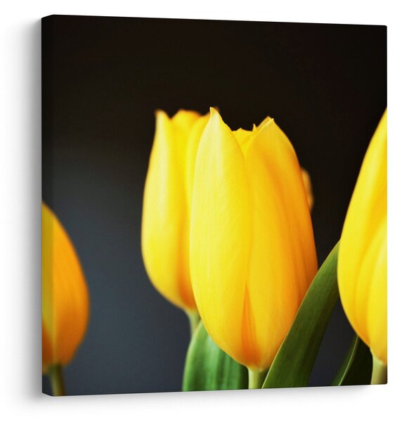 Obraz tulipánů (30x30 cm)