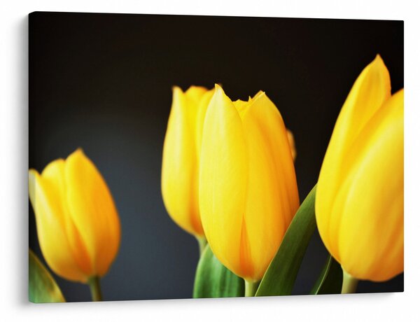 Obraz tulipánů (70x50 cm)