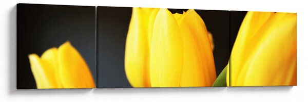 Obraz tulipánů (170x50 cm)