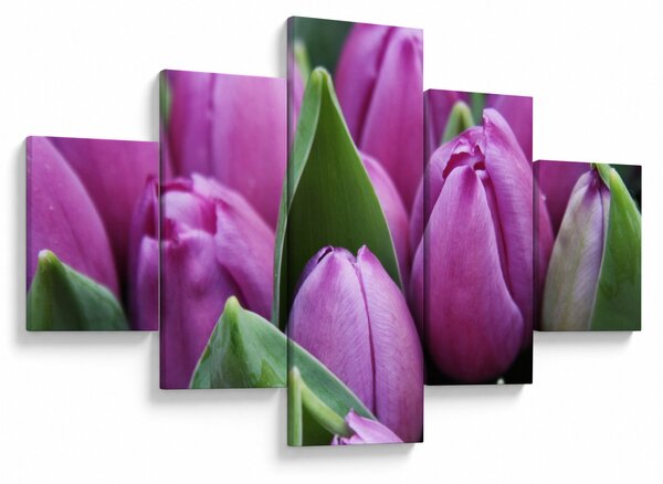 Obraz - květy tulipánů (125x70 cm)