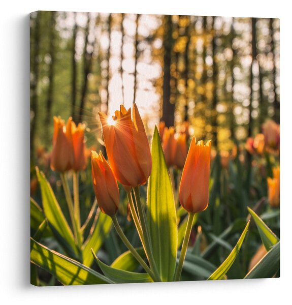 Obraz - květy tulipánů (30x30 cm)