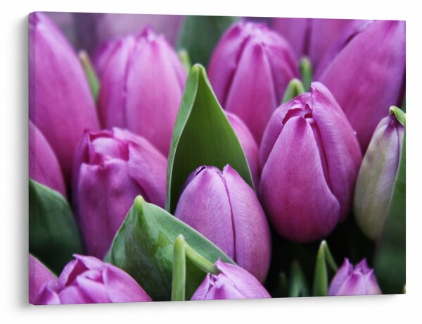 Obraz - květy tulipánů (70x50 cm)