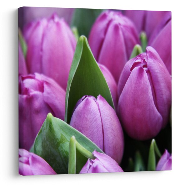 Obraz - květy tulipánů (30x30 cm)