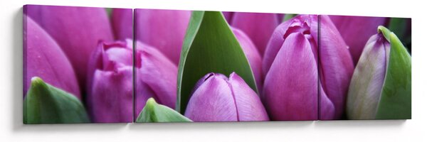 Obraz - květy tulipánů (170x50 cm)