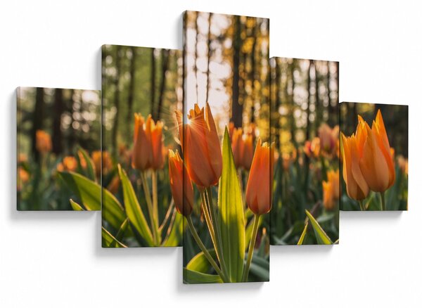 Obraz - květy tulipánů (125x70 cm)