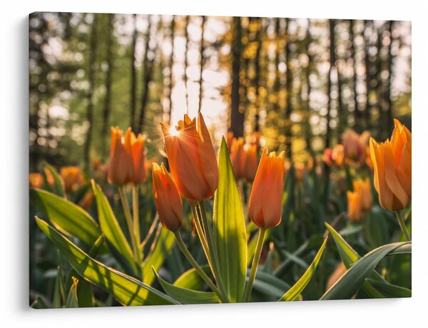 Obraz - květy tulipánů (70x50 cm)