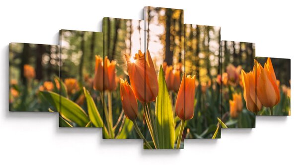 Obraz - květy tulipánů (210x100 cm)
