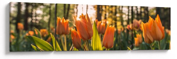 Obraz - květy tulipánů (170x50 cm)