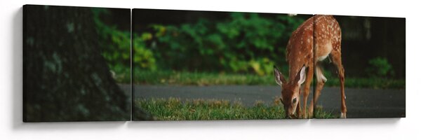 Obraz koloucha (170x50 cm)