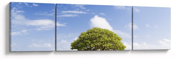 Obraz pláže se stromem (170x50 cm)