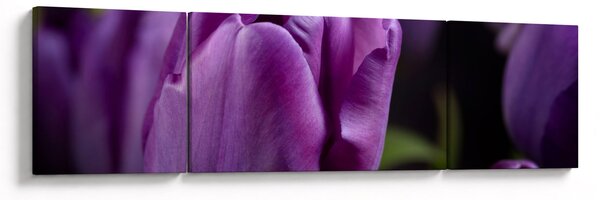 Obraz květů tulipánů (170x50 cm)