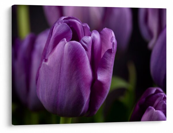 Obraz květů tulipánů (70x50 cm)