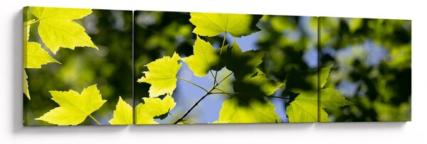 Obraz - javorové listy (170x50 cm)