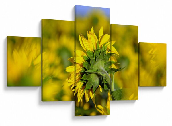 Obraz slunečnice (125x70 cm)