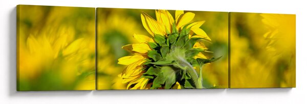 Obraz slunečnice (170x50 cm)