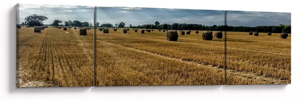 Obraz sklizeného obilného pole (170x50 cm)