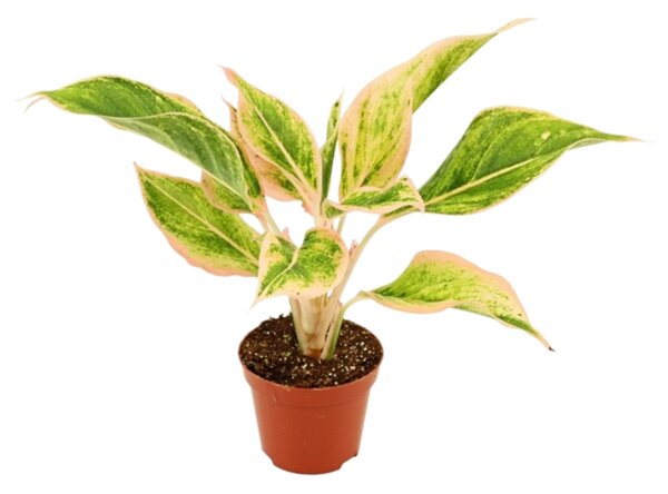 Aglaonema Lipstick Pink, průměr 9 cm Aglaonema, Spící panna