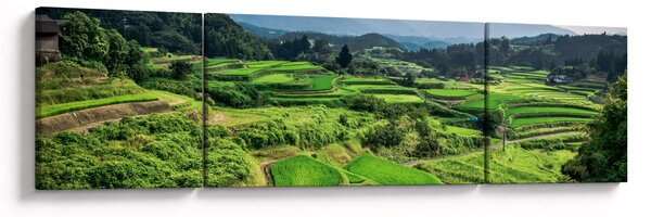 Obraz rýžových polí (170x50 cm)
