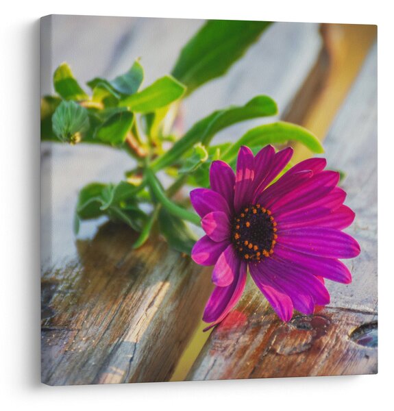 Obraz řezané květiny (30x30 cm)