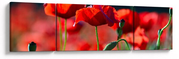 Obraz - vlčí máky (170x50 cm)