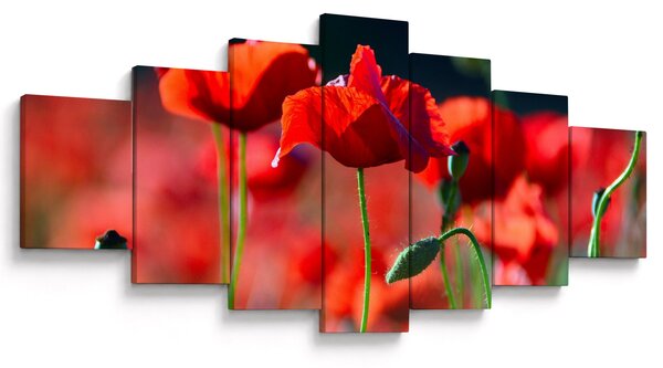 Obraz - vlčí máky (210x100 cm)