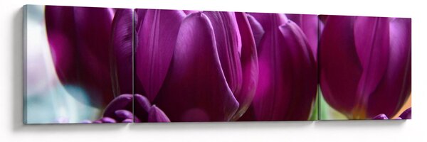 Obraz tulipánů (170x50 cm)