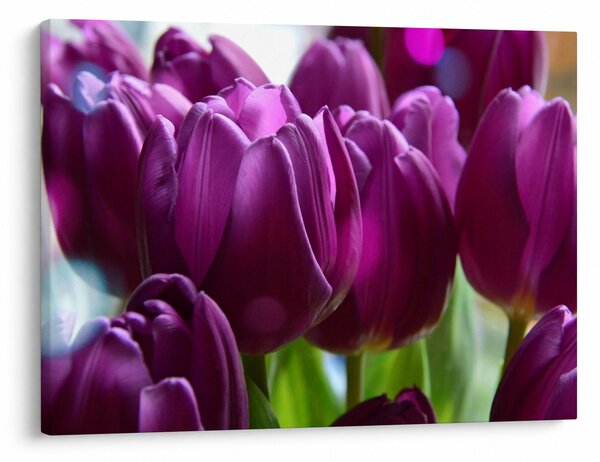Obraz tulipánů (70x50 cm)