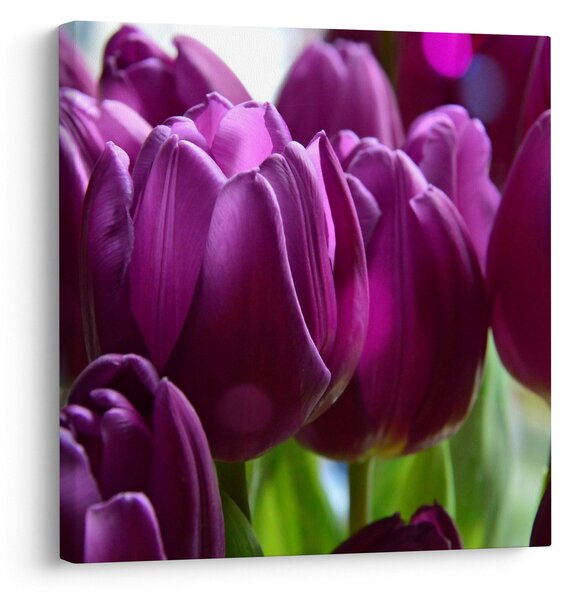 Obraz tulipánů (30x30 cm)