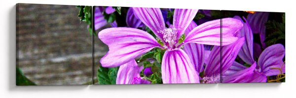Obraz - luční květiny (170x50 cm)