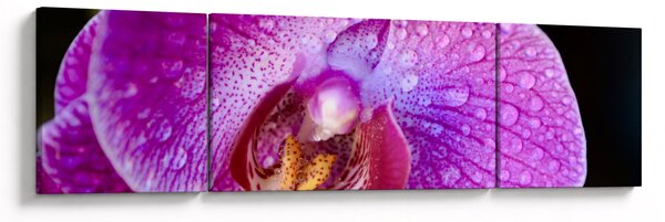 Detailní obraz květu orchideje (170x50 cm)