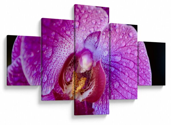 Detailní obraz květu orchideje (125x70 cm)