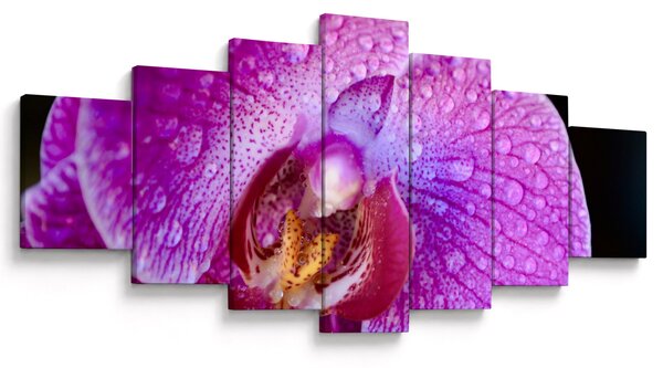 Detailní obraz květu orchideje (210x100 cm)
