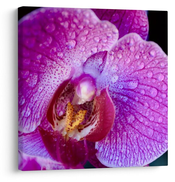 Detailní obraz květu orchideje (30x30 cm)