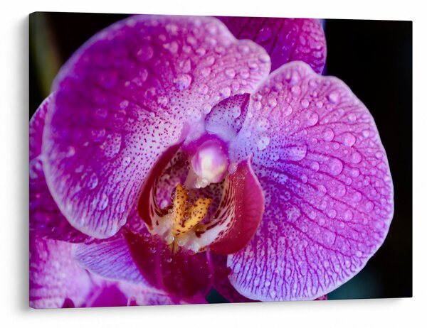 Detailní obraz květu orchideje (70x50 cm)
