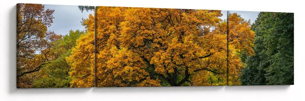 Obraz stromu (170x50 cm)