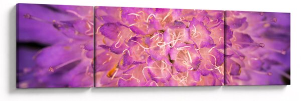 Detailní obraz květu (170x50 cm)