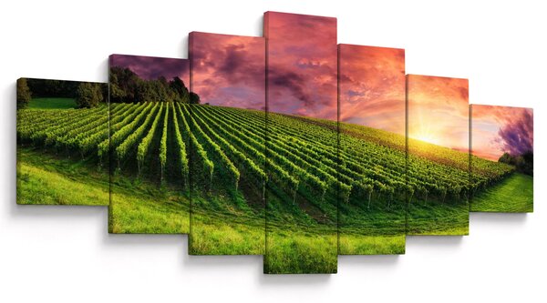 Obraz vinohradu s barevným nebem (210x100 cm)