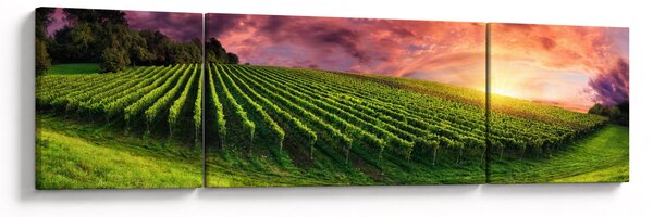 Obraz vinohradu s barevným nebem (170x50 cm)