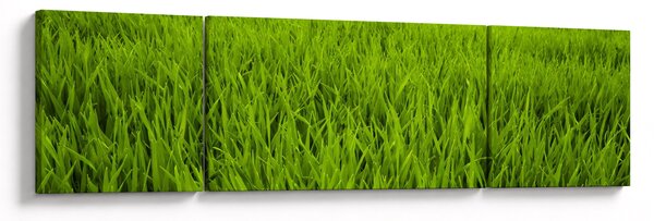 Obraz trávy (170x50 cm)