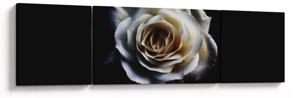 Obraz bílé růže (170x50 cm)