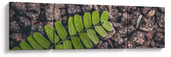 Obraz zelené rostliny (170x50 cm)
